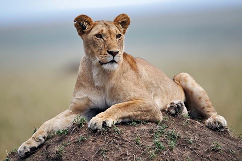 Framed Female lion on termite mound, Maasai Mara, Kenya Print
