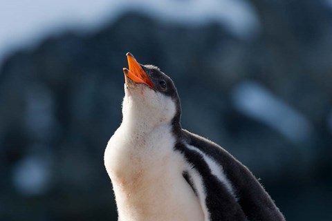 Framed Gentoo Penguin chick, Neko Harbor, Antarctica Print