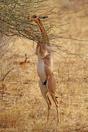 Framed Gerenuk antelope, Samburu Game Reserve, Kenya Print