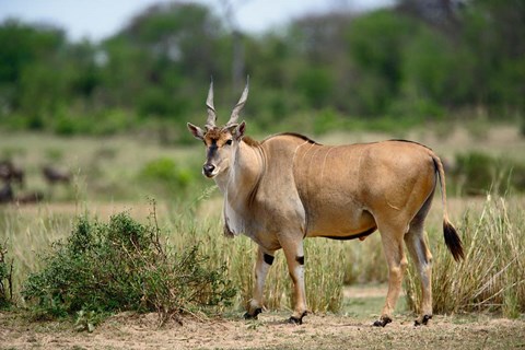 Framed Giant Eland wildlife, Serengeti National Park, Tanzania Print