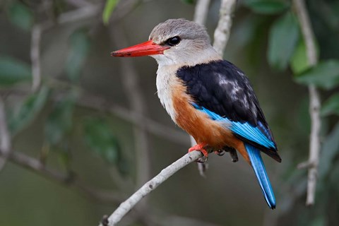 Framed Grey-headed Kingfisher bird, Maasai Mara, Kenya Print