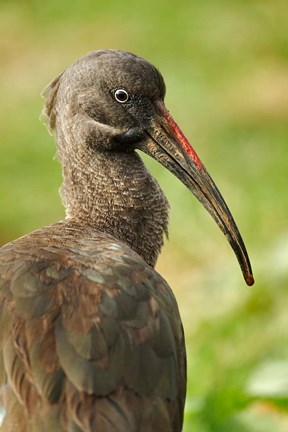 Framed Hadada Ibis bird, Samburu National Reserve, Kenya Print