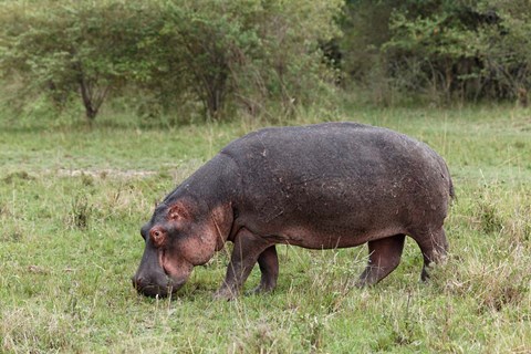 Framed Hippopotamus near riverside, Maasai Mara, Kenya Print