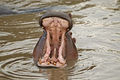 Framed Hippopotamus threat, Mara River, Maasai Mara, Kenya Print