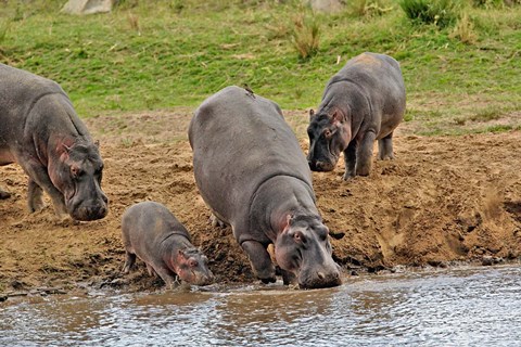 Framed Hippopotamus, Serengeti National Park, Tanzania Print