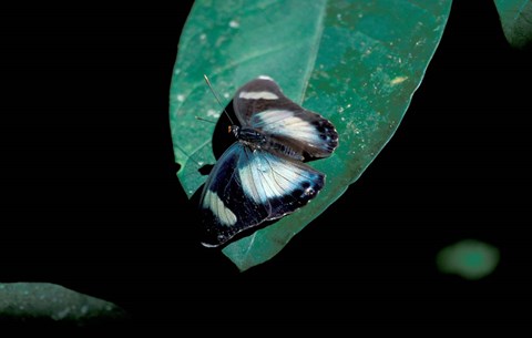 Framed Butterfly on leaf, Gombe National Park, Tanzania Print