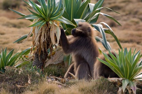 Framed Gelada Baboons With Giant Lobelia, Simen National Park, Northern Ethiopia Print