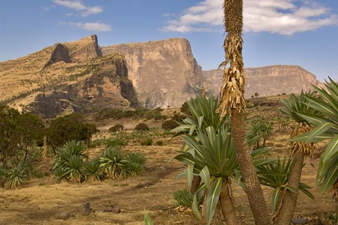 Framed Giant Lobelia, Simen National Park, Northern Ethiopia Print