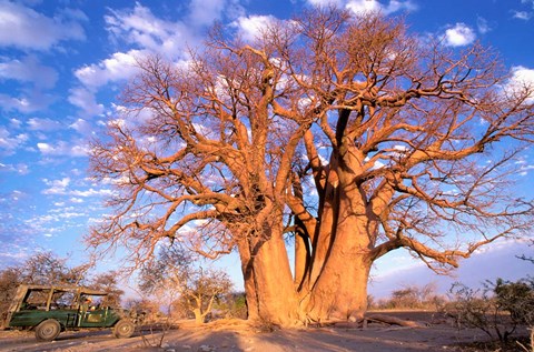 Framed Baobab, Okavango Delta, Botswana Print