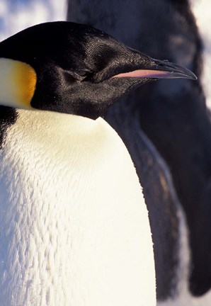 Framed Emperor Penguin, Antarctica Print