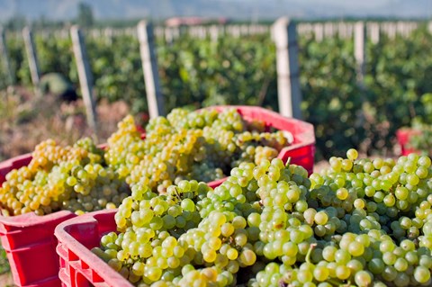Framed Harvesting Chardonnay grapes in Huailai Rongchen vineyard, Hebei Province, China Print