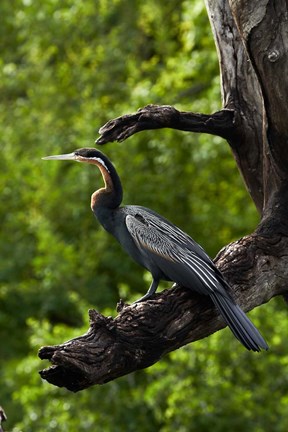 Framed African Darter perched Chobe NP, Kasane, Botswana, Africa Print