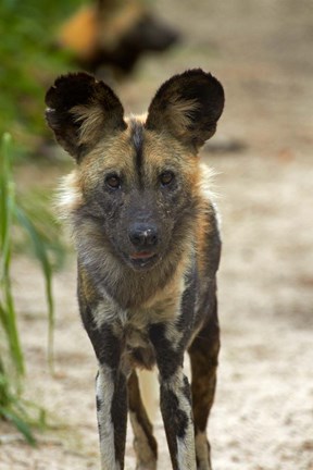 Framed African Wild Dog near Hwange NP, Zimbabwe, Africa Print