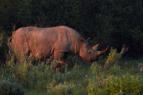 Framed Black rhinoceros Diceros bicornis, Etosha NP, Namibia, Africa. Print