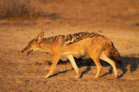 Framed Black-backed jackal, Canis mesomelas, Etosha NP, Namibia, Africa. Print