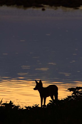 Framed Black-backed jackal, Okaukuejo waterhole, Etosha NP, Namibia, Africa. Print