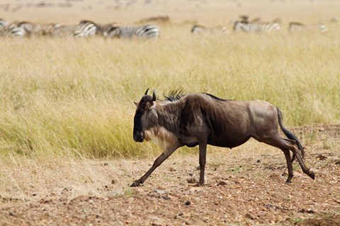 Framed Blue Wildebeest on the run in Maasai Mara Wildlife Reserve, Kenya. Print