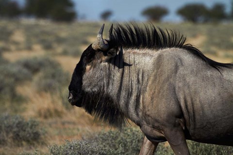 Framed Blue wildebeest, Connochaetes taurinus, Etosha NP, Namibia, Africa. Print