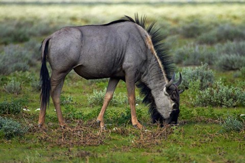 Framed Blue wildebeest, Etosha National Park, Namibia Print