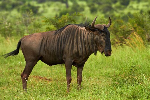 Framed Blue wildebeest, Kruger National Park, South Africa Print