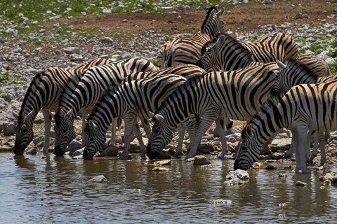 Framed Burchells zebra at Okaukuejo waterhole, Etosha NP, Namibia, Africa. Print