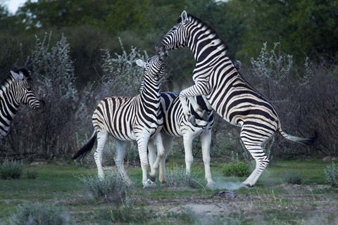 Framed Burchell&#39;s zebra fighting, Etosha National Park, Namibia Print