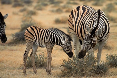 Framed Burchell&#39;s zebra foal and mother, Etosha National Park, Namibia Print
