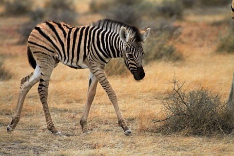 Framed Burchells zebra foal, burchellii, Etosha NP, Namibia, Africa. Print