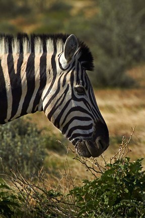 Framed Zebra&#39;s head, Namibia, Africa. Print