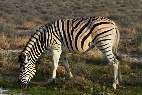 Framed Zebra grazing, burchellii, Etosha NP, Namibia, Africa. Print