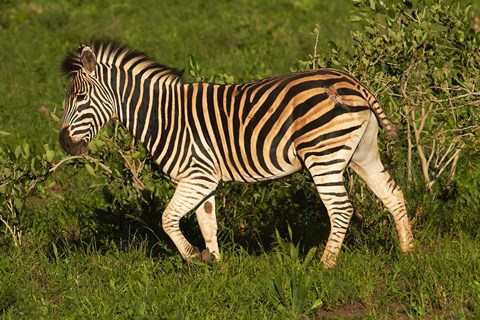 Framed Burchells zebra, burchellii, Kruger NP, South Africa Print