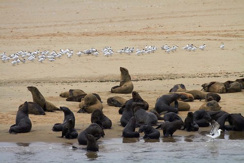 Framed Cape Fur Seal colony at Pelican Point, Walvis Bay, Namibia, Africa. Print