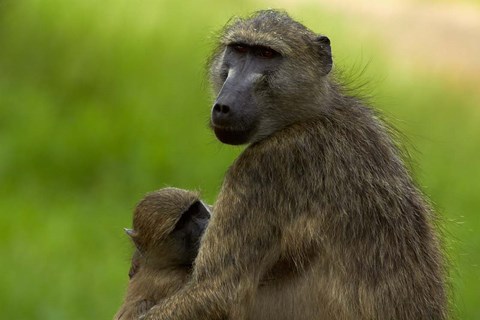 Framed Chacma baboon, Papio ursinus, and baby, Kruger NP, South Africa Print