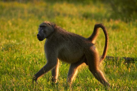 Framed Chacma baboon, Papio ursinus, Kruger NP, South Africa Print