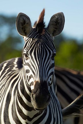 Framed Chapman&#39;s zebra, Hwange National Park, Zimbabwe, Africa Print