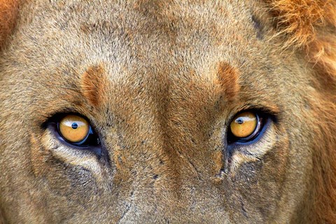 Framed Close-up of Male Lion, Kruger National Park, South Africa. Print