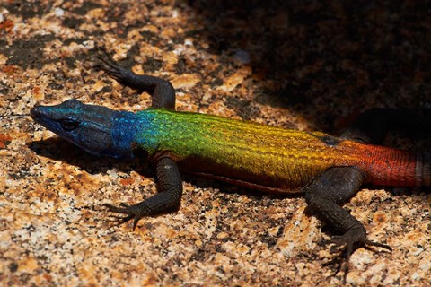 Framed Common flat lizard on Malindidzimu hill, Matobo NP, Zimbabwe, Africa Print