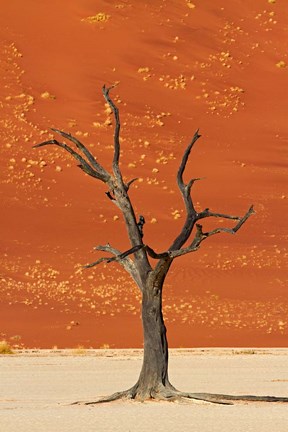 Framed Dead tree, sand dunes, Deadvlei, Namib-Naukluft National Park, Namibia Print