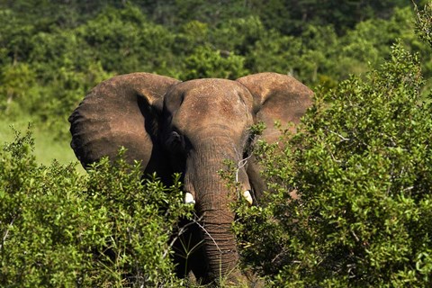 Framed Elephant, Hwange National Park, Zimbabwe, Africa Print