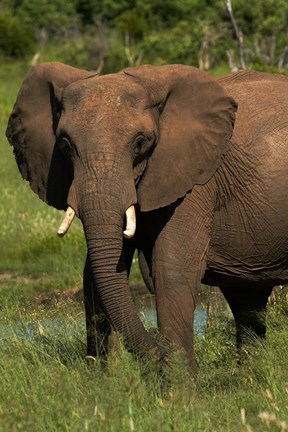 Framed Elephant, Hwange NP, Zimbabwe, Africa Print