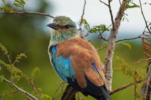 Framed European Roller, Kruger National Park, South Africa Print