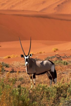 Framed Gemsbok and sand dunes, Namib-Naukluft National Park, Namibia Print