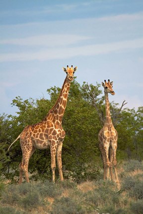 Framed Giraffe, Etosha National Park, Namibia Print