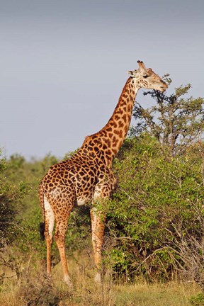 Framed Giraffe, Giraffa camelopardalis, Maasai Mara wildlife Reserve, Kenya. Print
