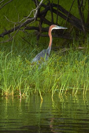 Framed Goliath Heron along the Zambezi River, Zimbabwe, Africa Print