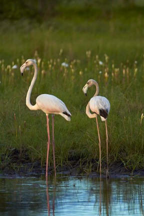 Framed Greater Flamingoes, Nyae Nyae Conservancy, near Tsumkwe, Namibia Print