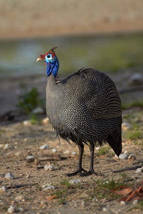 Framed Helmeted Guineafowl Numida meleagris, Etosha NP, Namibia, Africa. Print