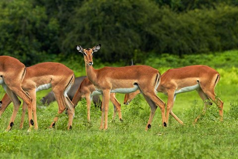 Framed Herd of Impala, by Chobe River, Chobe NP, Kasane, Botswana, Africa Print