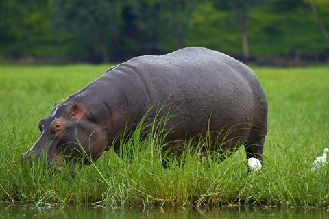 Framed Hippo and Cattle Egret by Chobe River, Chobe NP, Botswana, Africa Print