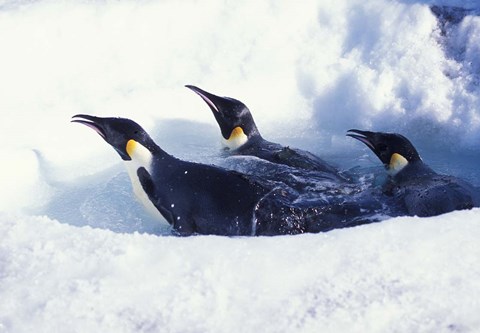 Framed Emperor Penguins in Dive Hole, Antarctica Print